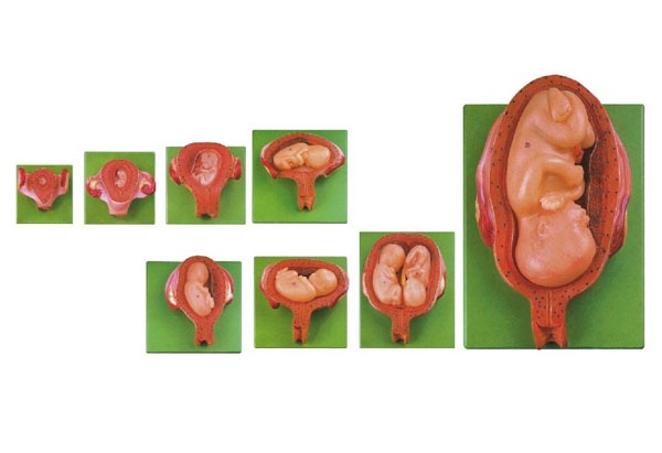 康谊牌 KAY/42005胎儿妊娠发育过程模型（8部件）