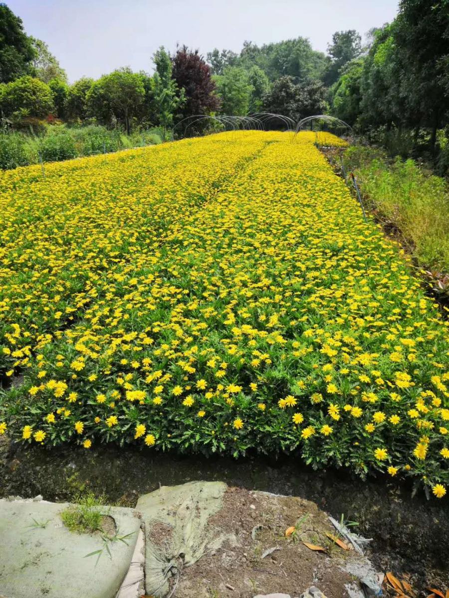 木春菊批发基地-木春菊工程苗-批发木春菊-木春菊小苗基地