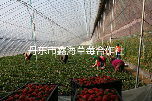 藏草莓苗，供应西藏红颜草莓苗，草莓苗报价