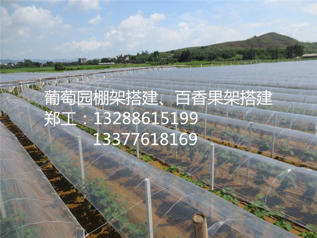 河源葡萄的栽培技术指导中国一线品牌