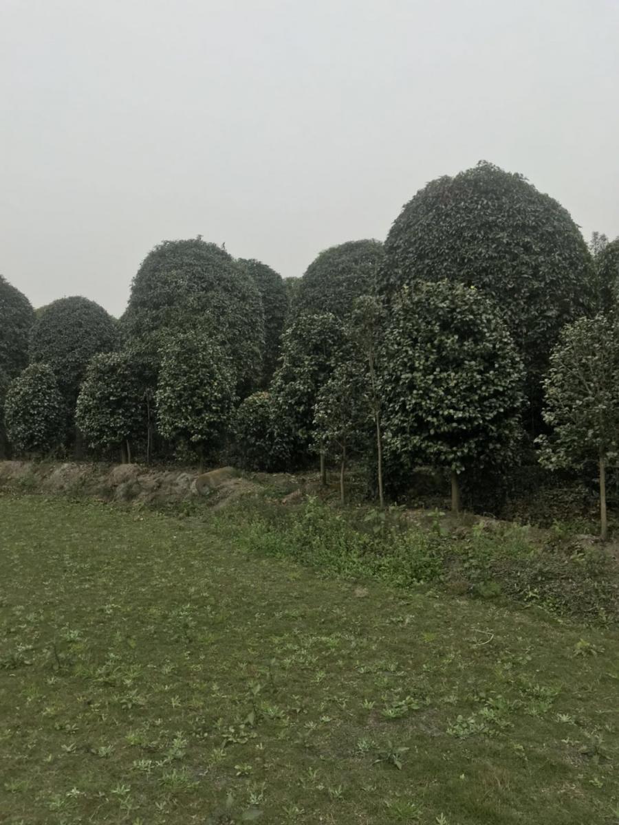 桂花小苗基地-桂花批发基地-独杆桂花基地-桂花批发价格