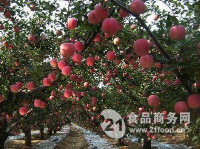 2019年红富士苹果价格 红富士苹果产地价格