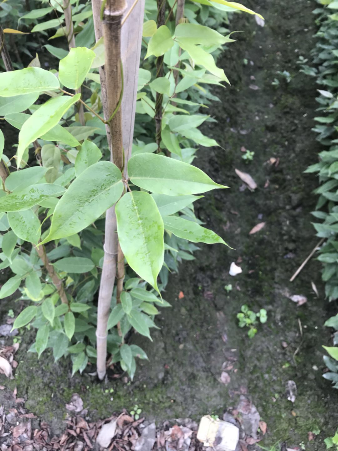 油麻藤批发基地-油麻藤基地-油麻藤工程苗-油麻藤价格