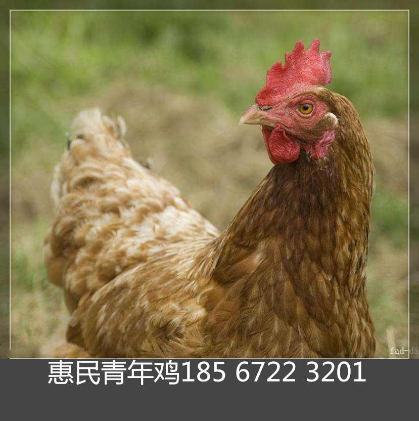 鹤壁青年鸡厂家