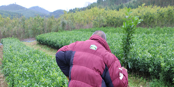 毕节买果树苗【毕节哪里买果树苗】毕节大量优质果树苗购买