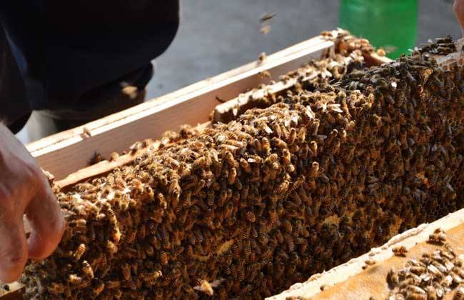 中华蜜蜂养殖技术与蜂群供应