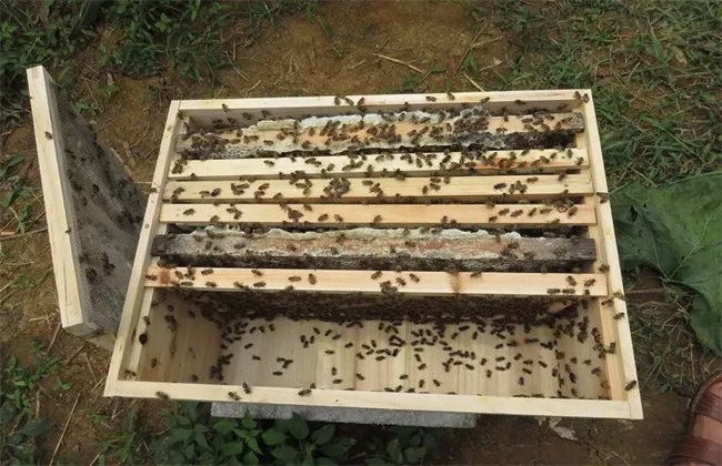 技术培训优惠报价土蜂蜜出售产地现货报价