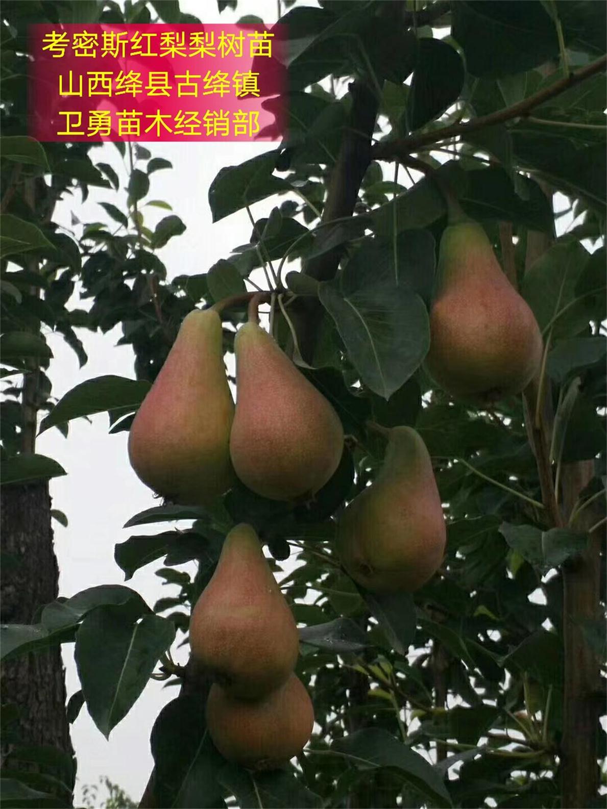 新品种梨树苗=哪里有梨树苗种植基地=梨树苗价格