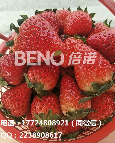 种草莓怎么施肥/草莓上色好产量高就用倍诺