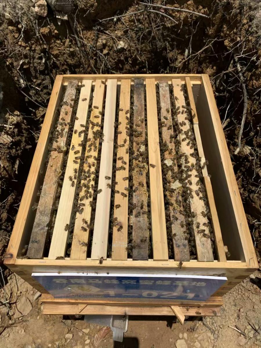 云南蜜蜂养殖与销售