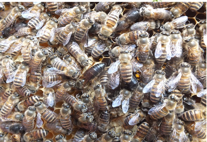 云南蜜蜂养殖技术培训