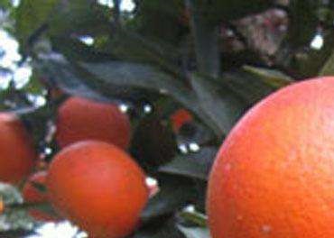 大理果苗价格多少钱&amp;大理出售大量大棚柑橘苗