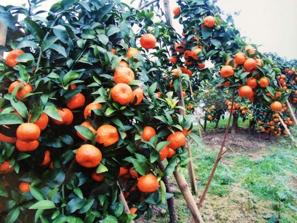 大理供应香橙砧木的沃柑苗｜大理香橙砧木的沃柑苗多少钱一棵