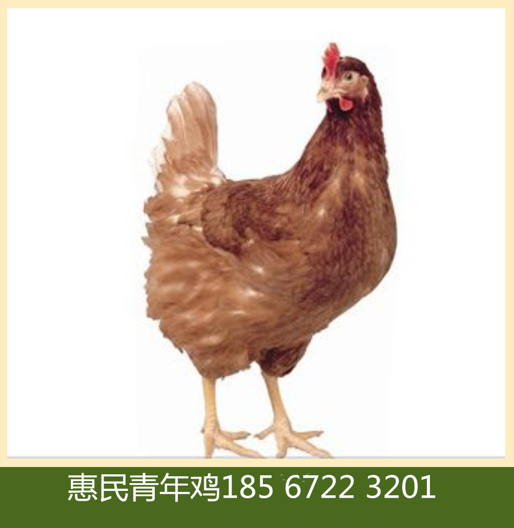 惠民青年鸡养殖中心供应海兰褐青年鸡海兰褐育成鸡海兰褐后备鸡