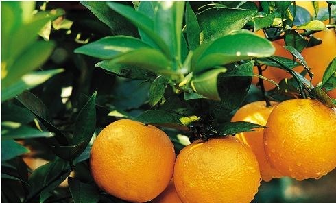 怒江哪里有大棚夏橙苗卖的