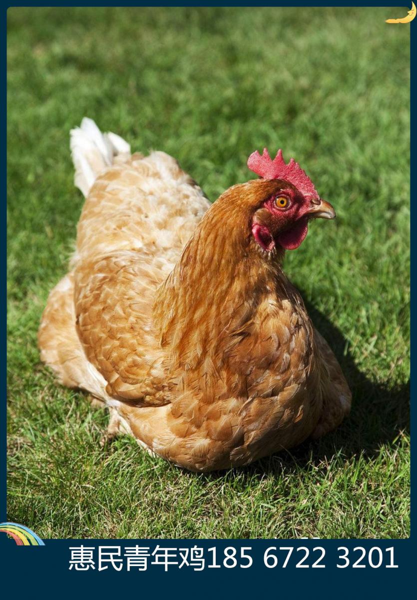 海兰褐青年鸡产蛋率海兰褐蛋鸡产蛋率