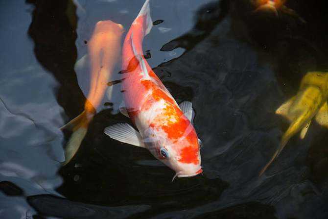 济南高新区舜泰广场锦鲤烂身