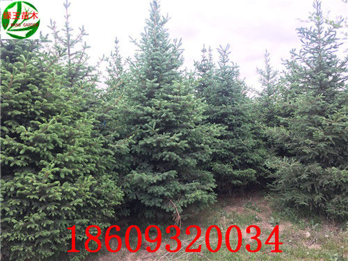 甘肃云杉1米1.5米2.5米树苗多少钱