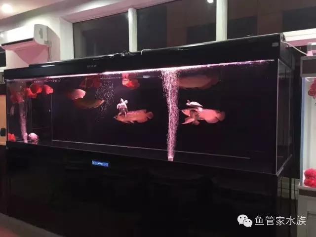 济南高新区奥体中心鱼缸托管