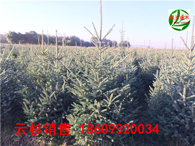 甘肃云杉1米1.5米2米2.5米优良品种