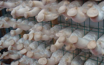 食用菌专用出菇网格架厂家_登隆丝网