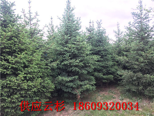 西北云杉种植基地1米1.5米2米云杉价格