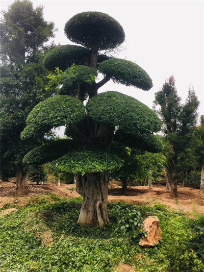 对节白蜡价格-湖北对节白蜡树