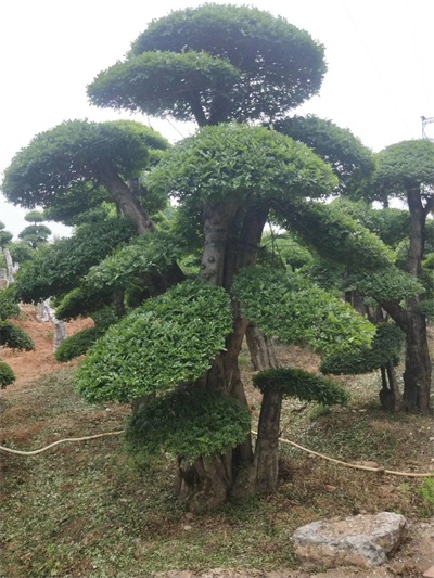 对接白蜡供应商-湖北京山造型白蜡