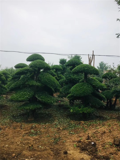 对节白蜡占地-荆门对节白蜡造型树