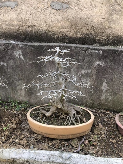 对节白蜡小苗- 湖北京山对接白蜡