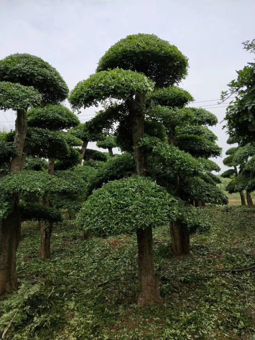 湖北对节白蜡-京山对接白腊盆景