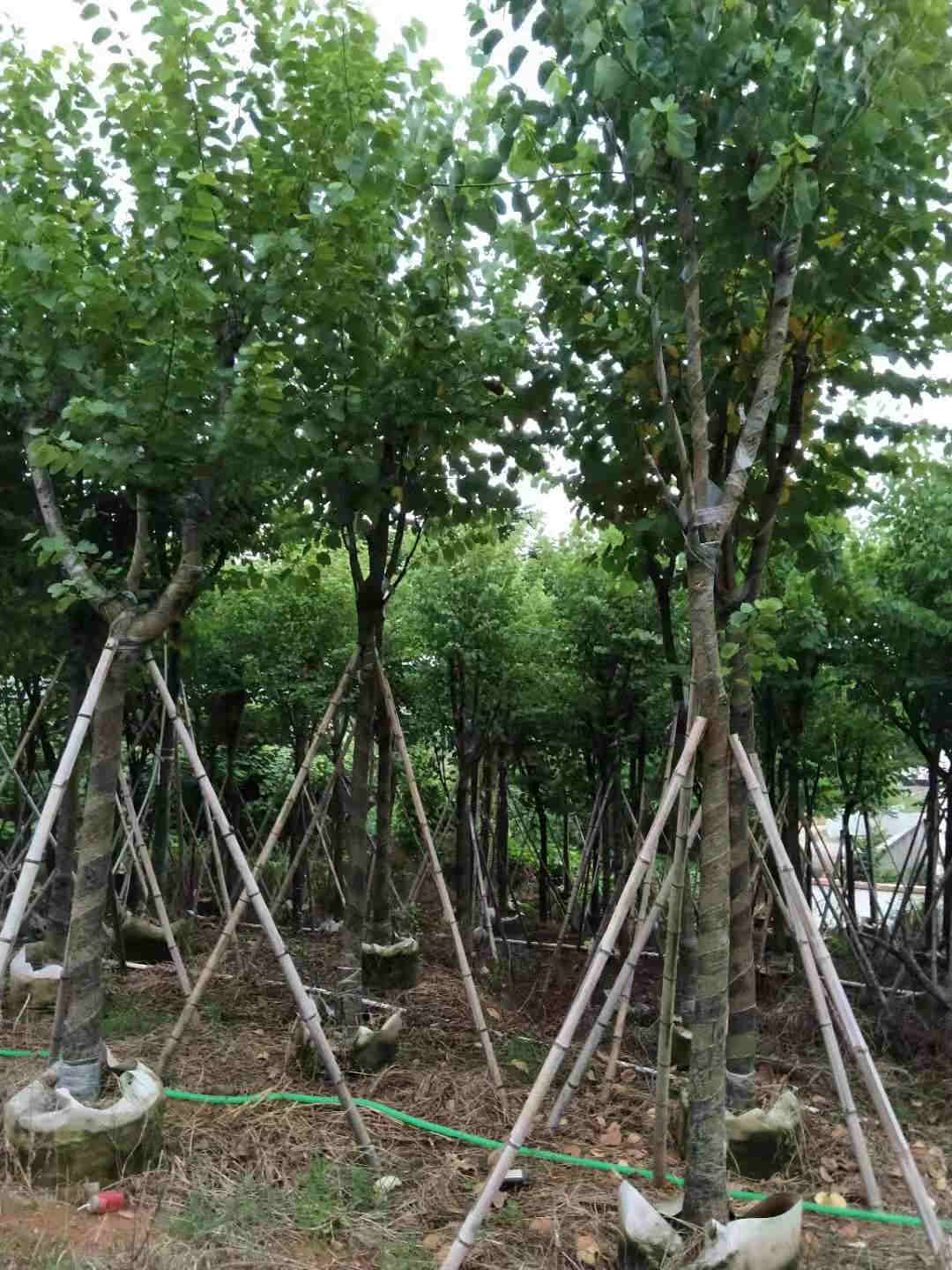 宫粉紫荆米径12公分多少钱 广东宫粉紫荆袋苗产地