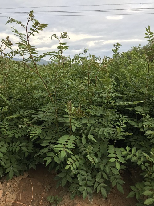 花椒苗哪个品种好，大红袍花椒个大市场好