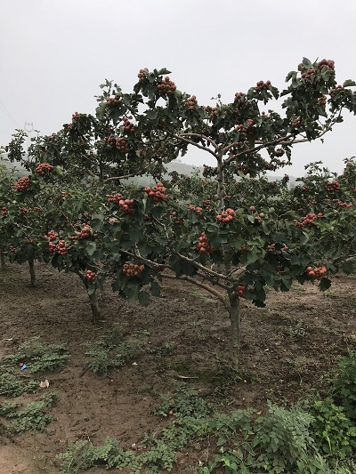 山楂树产地在哪里？山西山楂树种植基地