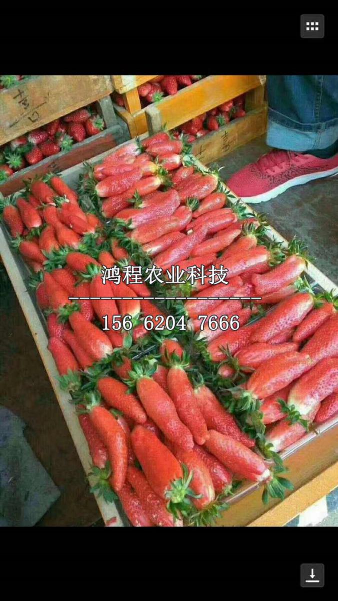 红颜99草莓苗今年价格、红颜99草莓苗价格多少钱