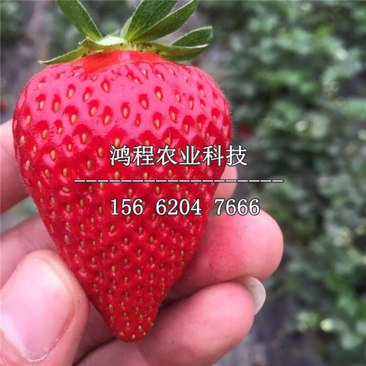 2019年章姬草莓苗多少钱一株