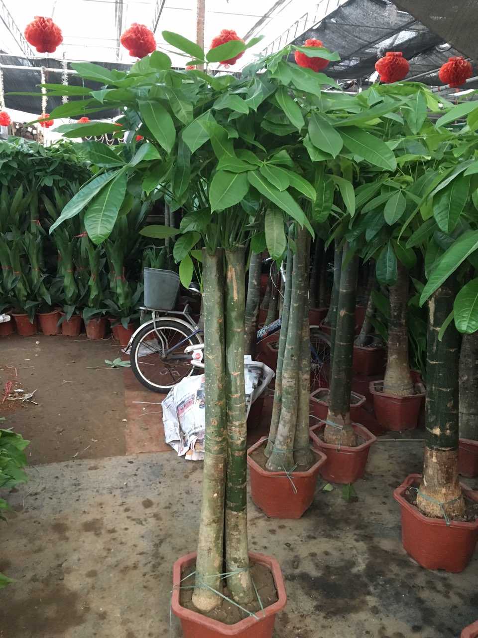 白盆窑花卉绿植市场