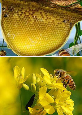 百花蜂养殖技术云南楚雄