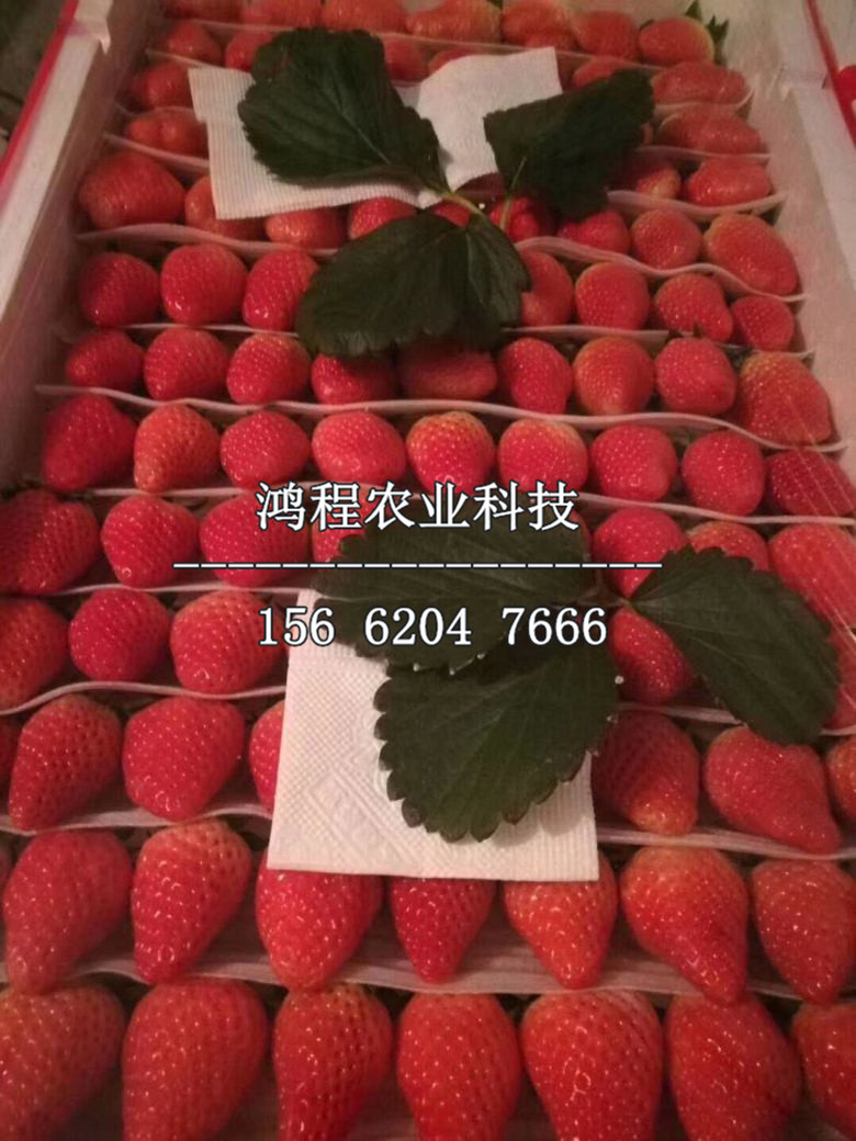 江雪草莓苗、江雪草莓苗出售价格