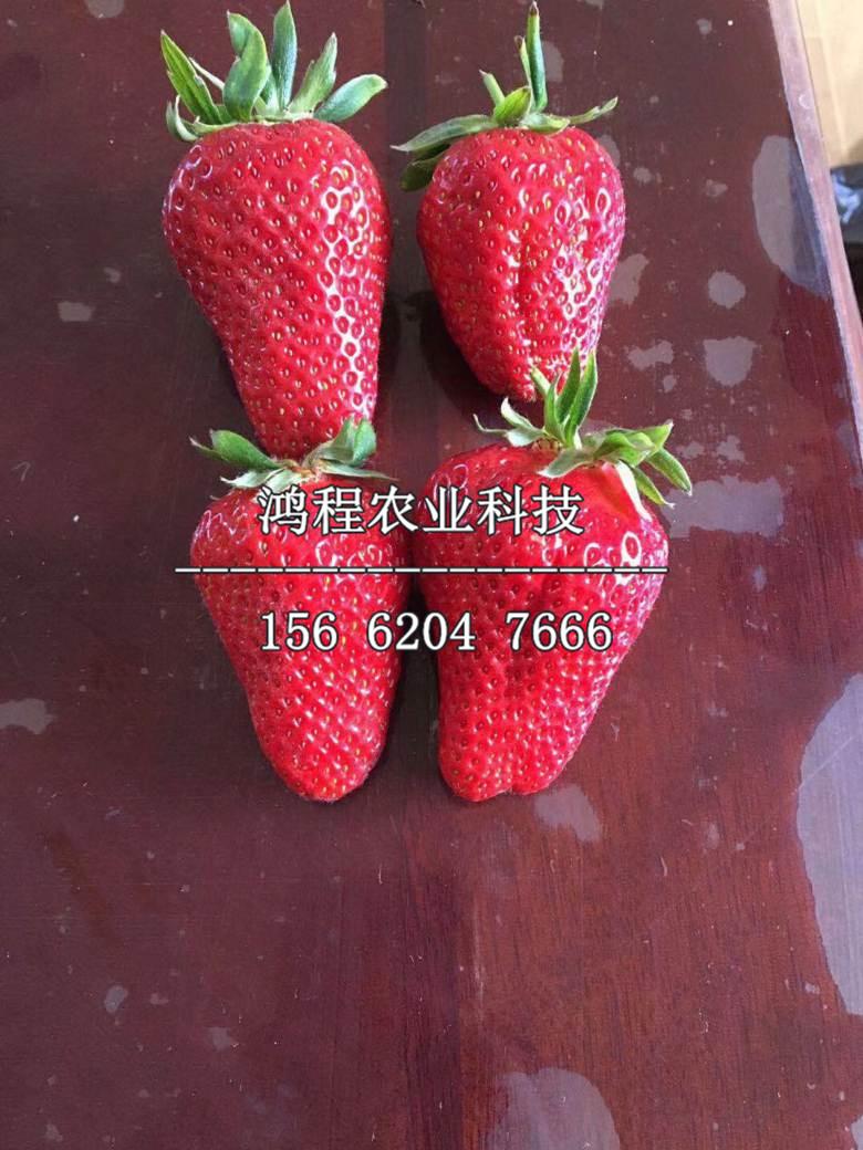 红颜草莓苗、牛奶草莓苗价格、牛奶草莓苗多少钱