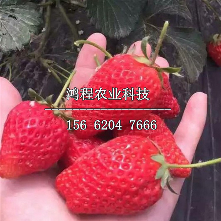 红颜草莓苗、桃熏草莓苗哪里购买、桃熏草莓苗价格及报价