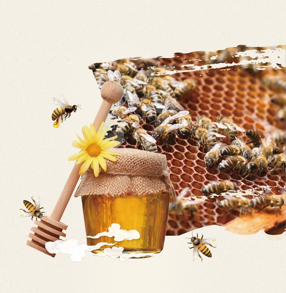 蜜蜂养殖技术云南香格里拉