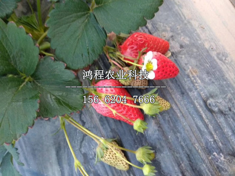 2019年草莓王子草莓苗价格、2019年草莓王子草莓苗多少钱一棵