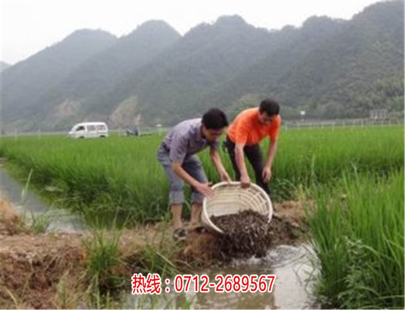 湖北喜蛙蛙生态农业泥鳅养殖_泥鳅种苗养殖技术学习