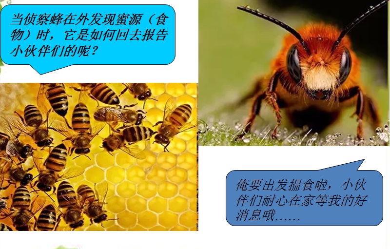 蜜蜂技术养殖云南临沧