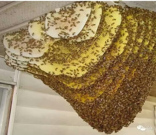 蜂种配送养殖技术服务云南芒市