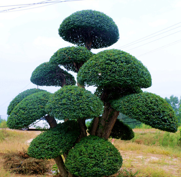 湖北京山对接白蜡价格