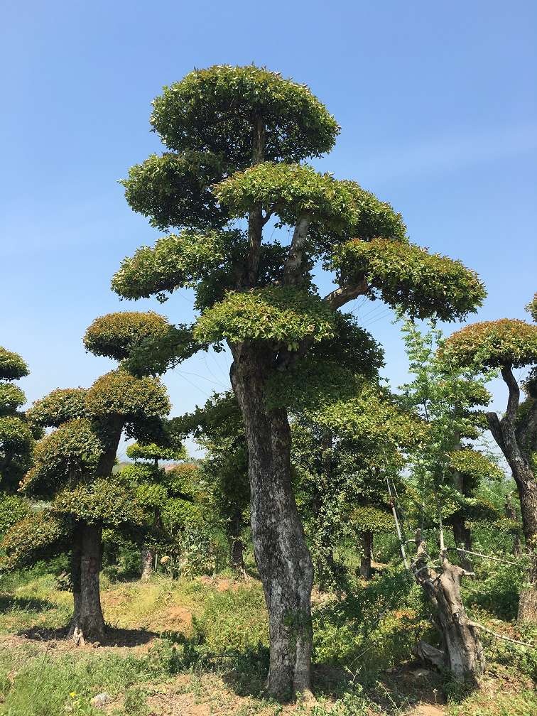 湖北刺冬青-京山柞树价格