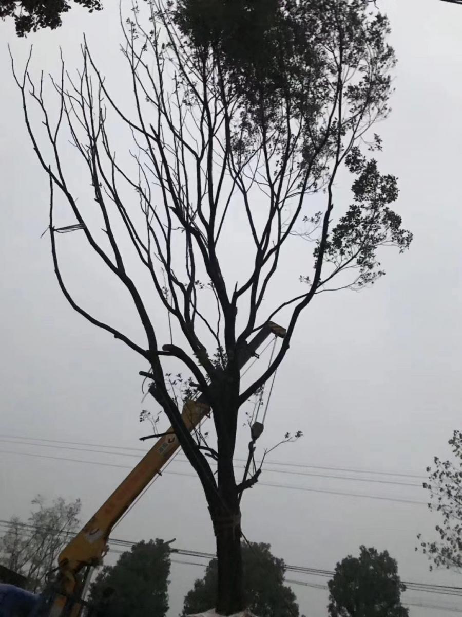 湖北皂角树价格--荆门皂角