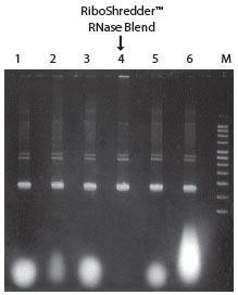 epicentre RiboShredder&amp;#8482; RNase Blend RS12